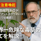 【緊急注意喚起】バイカルハナウド(ジャイアントホグウィード)が日本で初確認!世界一危険な毒草の全てを解説